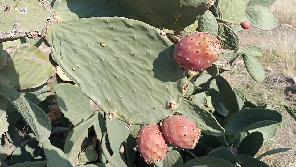 شارع الفن